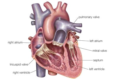 interior heart anatomy