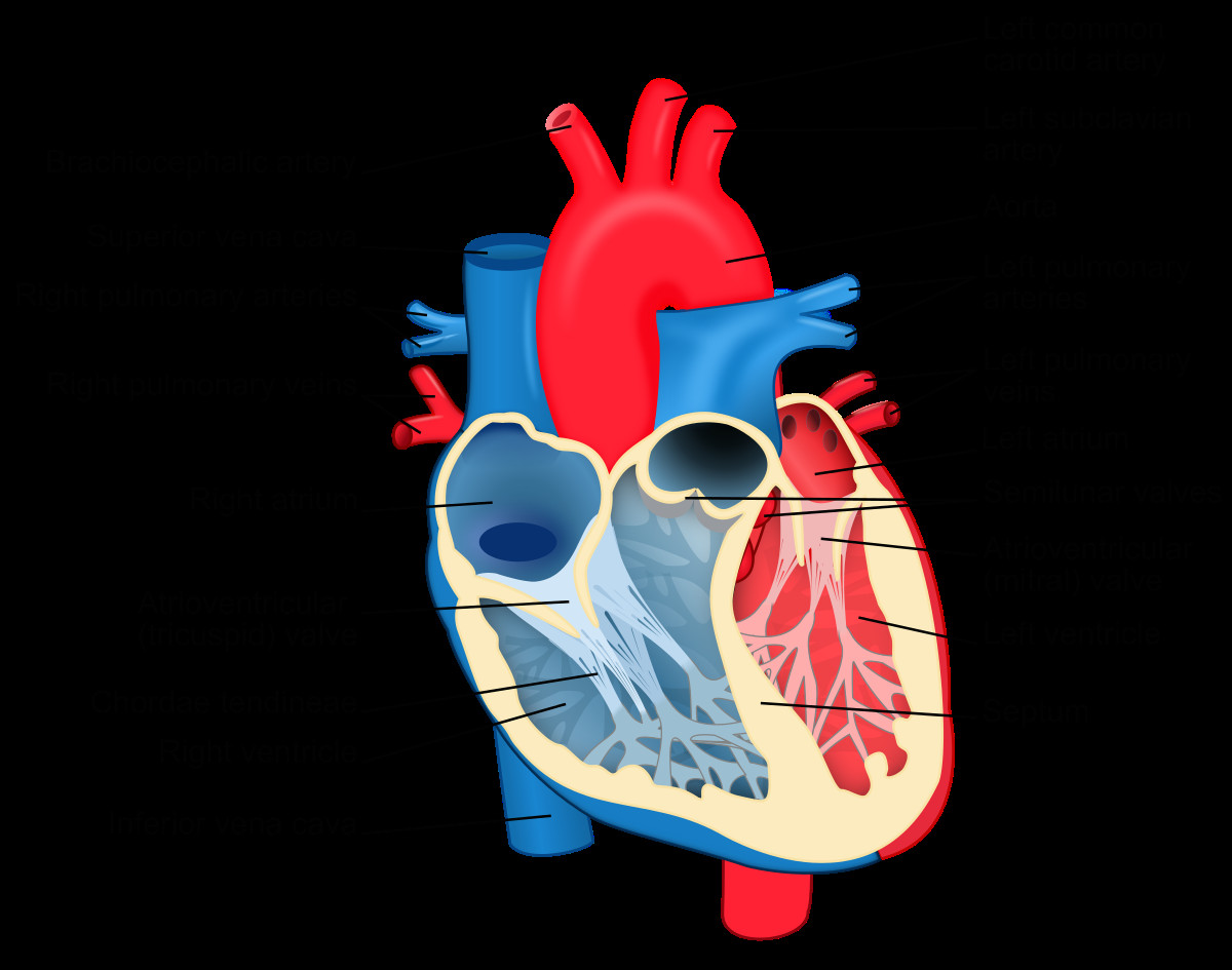 1200px heart diagram en svg png