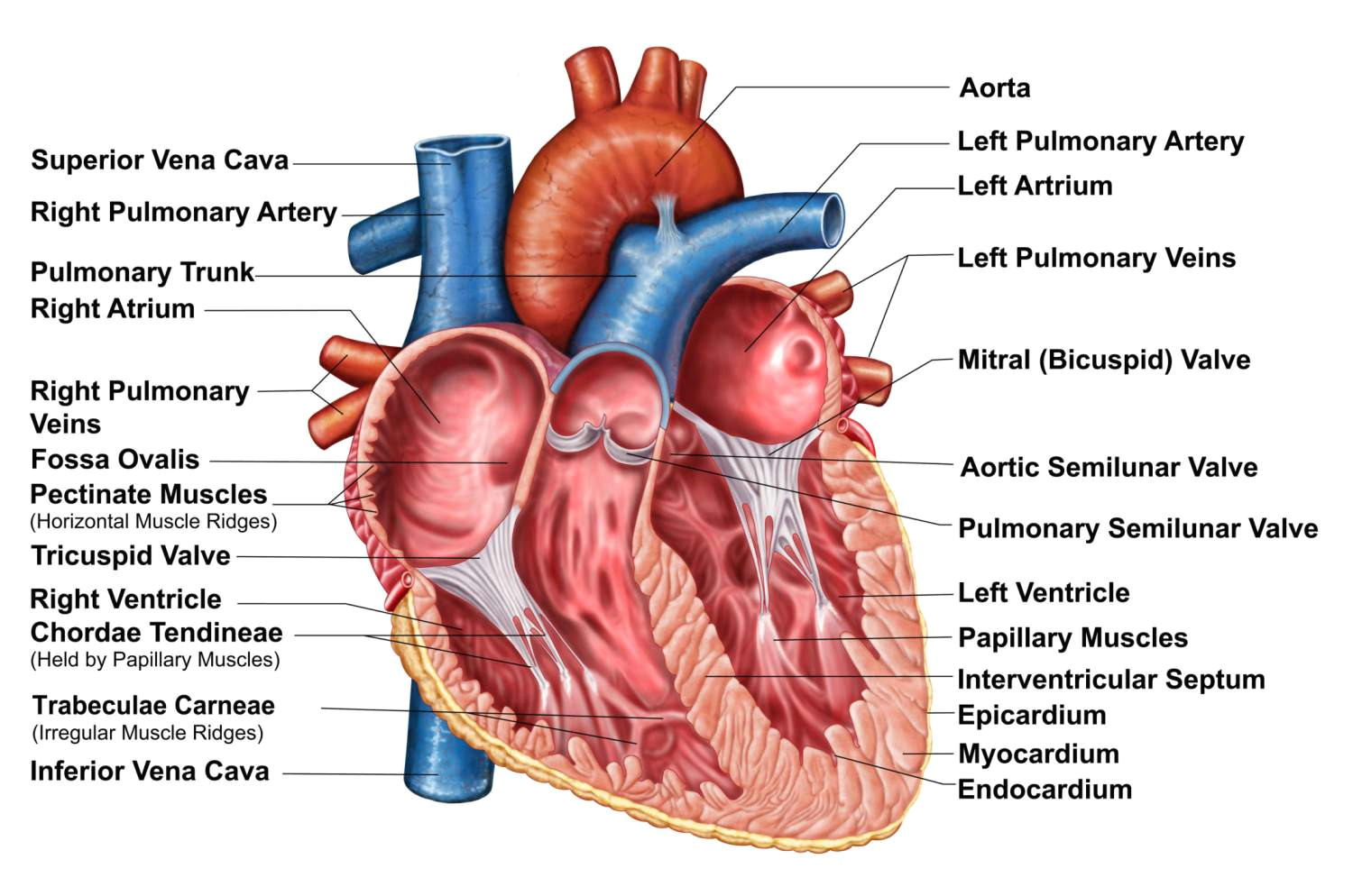 heart interior anatomy stocktrek images getty images