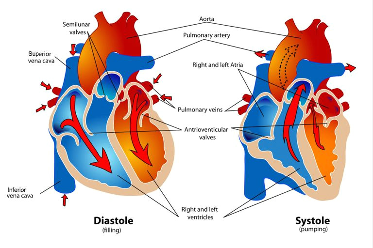 diagram of the heart during the diastole and systole phases of the cardiac cycle