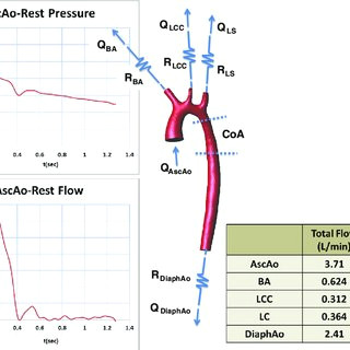 patient specific anatomical model with a mild thoracic aortic coarctation coa ascending