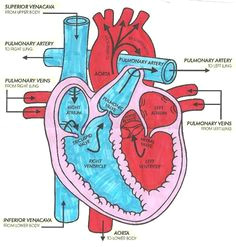 easy to follow arrows for blood flow cardiac medsurg nursing