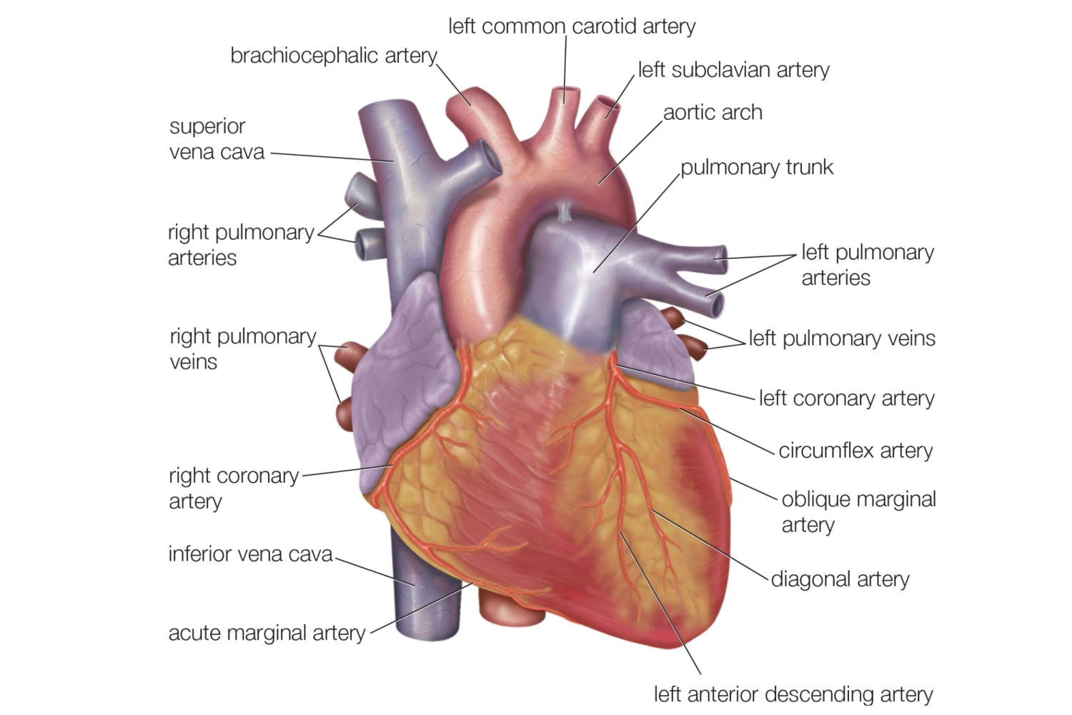 exterior heart anatomy