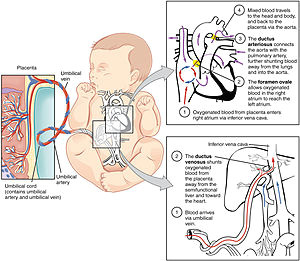 fetal circulation