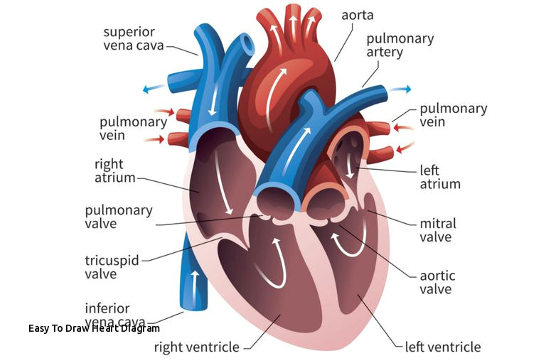 easy to draw heart diagram the function of the heart ventricles