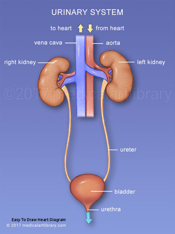 easy to draw heart diagram urinary system diagram medical art library