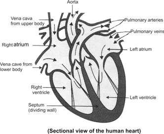 ncert biology solution draw a well labeled sectional view of