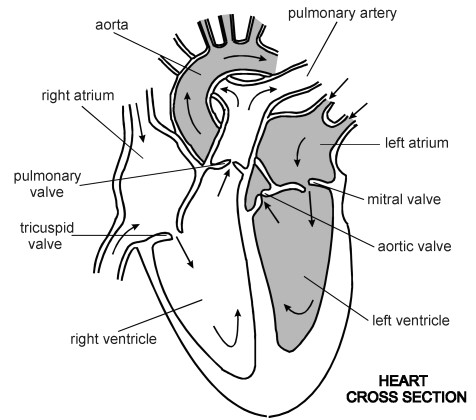 heart quiz diagram