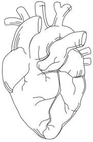 image result for anatomically correct heart illustration