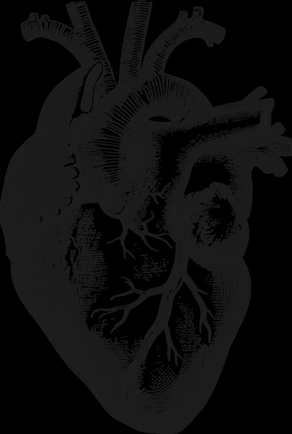 anatomical heart anatomical heart drawing heart images body painting collage body art