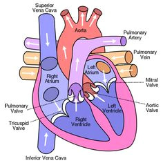 heart valves diagram case study mechanical heart valves revision notes science revision