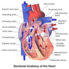 human cardiac anatomy