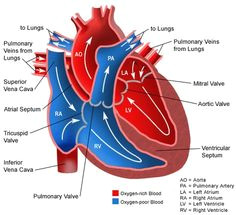 anatomy of the heart blood flow through the heart and the heart valves involved
