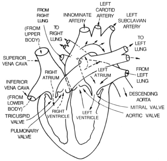 3 the four chambered heart is divided into two separated parts the left and the right sides both parts consist of a ventricle and an atrium