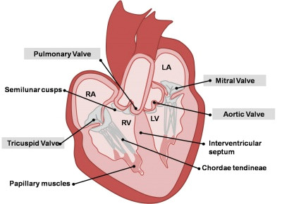 adult heart valves jpg