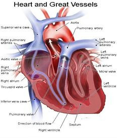 dc3715cfd86d7c43327e3872ab4c484a jpg 450a 525 heart anatomy body anatomy human anatomy