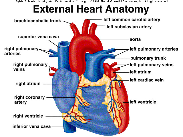 external anatomy of heart