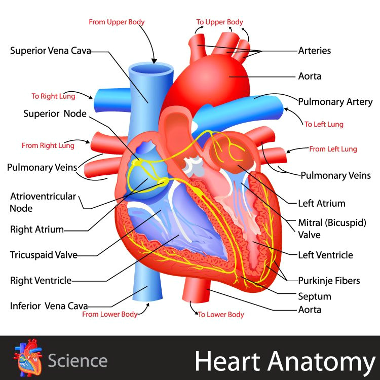 heart anatomy click for the free study guide on the circulatory system