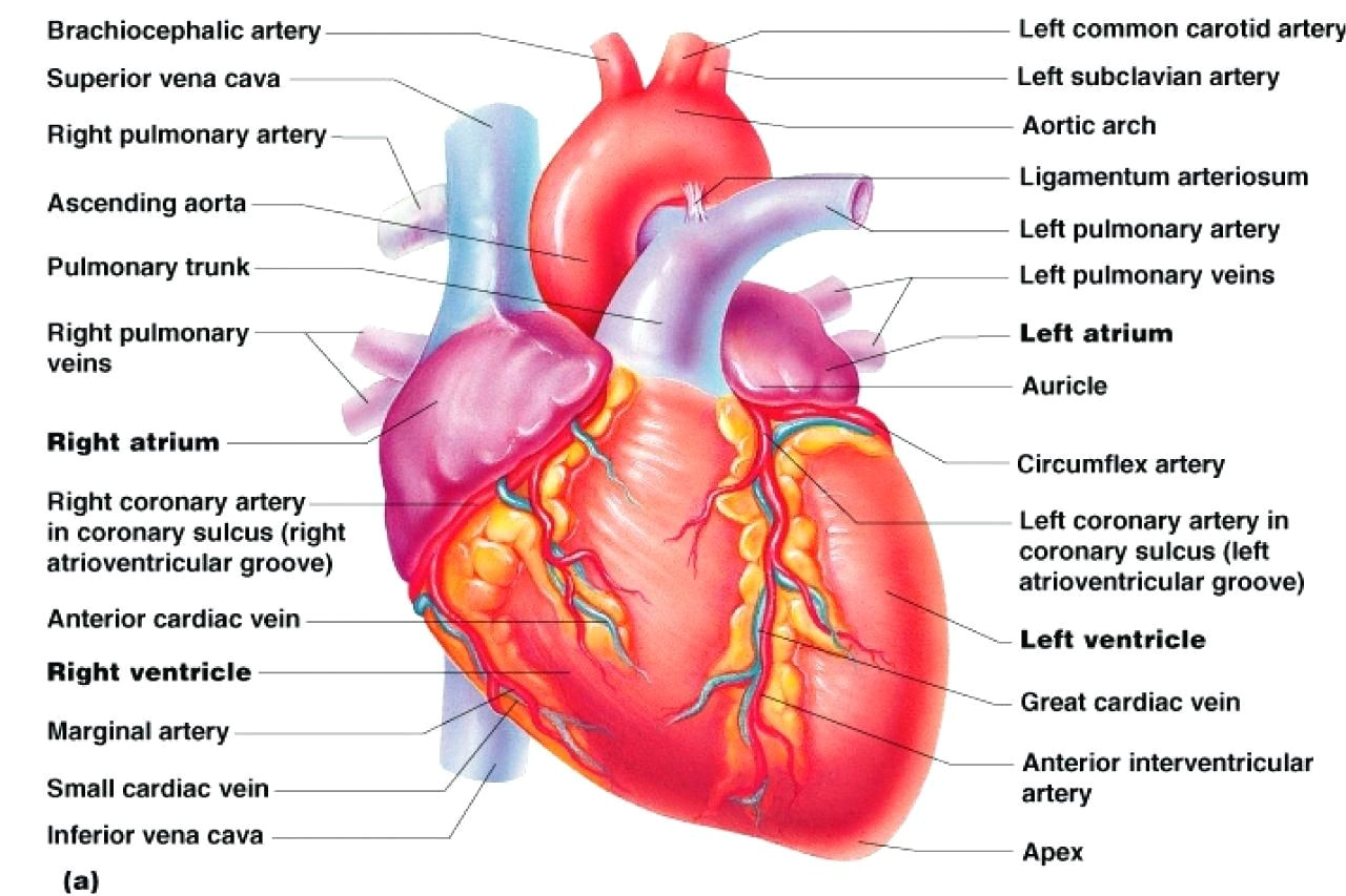 labeled cardiac muscle labeled cardiac muscle diagram cardiac muscle tissue diagram labeled