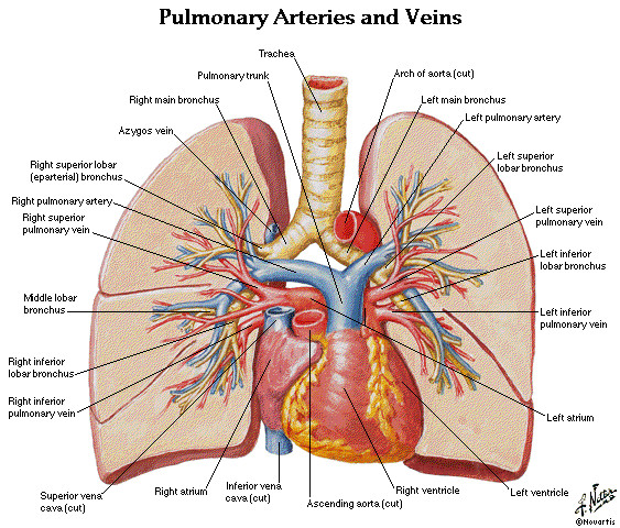 lung anatomy diagram thorax lungs heart anatomy and physiology diagrams free download