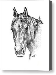 pen and ink horse pen and ink horse canvas prints the gentle eye horse head study