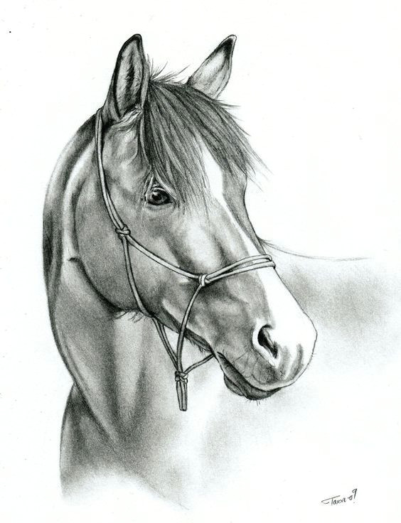 reference photo done with mechanical pencil usually i like draft horses more than arabians but somehow i liked this picture and as it was a stock image