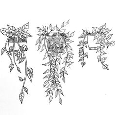 dooooodle botanical line drawing floral drawing botanical drawings botanical illustration illustration art