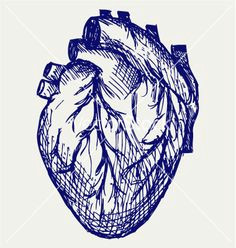 human heart vector human heart drawing human vector heart doodle heart anatomy