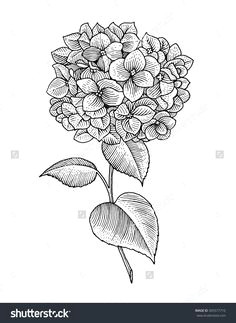 sprig of blooming hydrangea black and white graphics