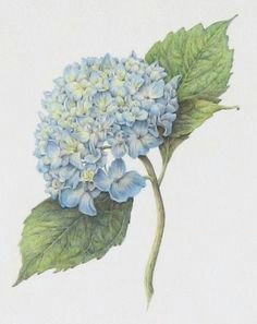 hydrangea macrophylla nikko blue