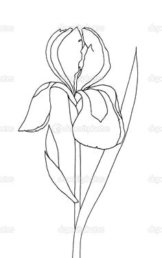 iris tattoo line drawing tattoos tattoo drawings iris drawing drawing sketches iris