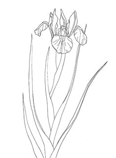 iris ka sova a flowers drawing of iris