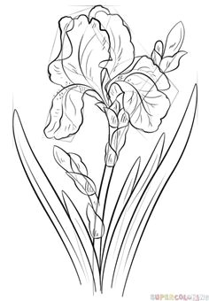 how to draw an iris flower step by step drawing tutorials for kids and beginners