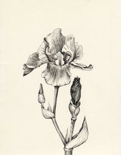 you gotta see these amazingly realistic iris flower tattoo ideas