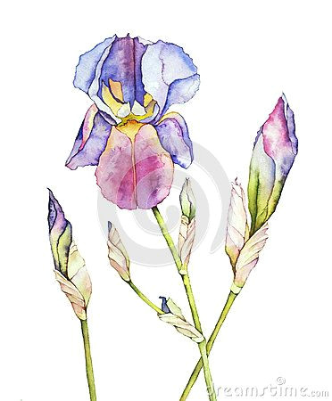 watercolor stock photos images pictures 171 393 images page 31 line drawings pinterest iris watercolor and illustrations