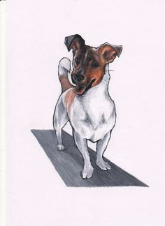 jack russell terrier