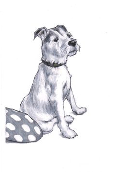 jack russell terrier