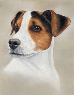 how to draw a jack russell