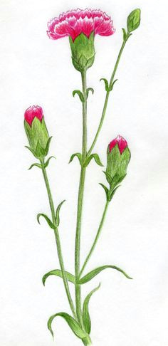 learn to draw carnation step by step tutorial easy flower drawings easy drawings