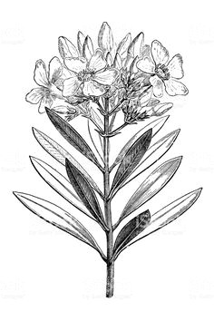 illustration of a nerium oleander