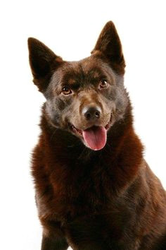 look at me australian kelpie australian dog breeds australian cattle dog