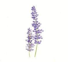 Drawing Of Lavender Flower Simple Lavender Drawing Google Search Tattoo Ideas Tatto