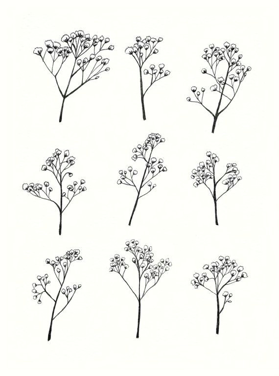 gypsophila baby s breath flower illustration a4 by mayandjuniper