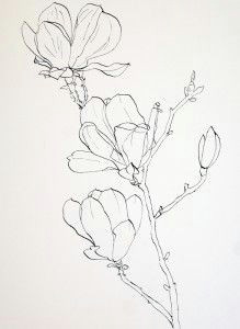 drawing pink magnolia flowers pen and ink plus watercolor wash akvarelove kva tiny akvarely