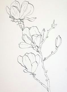 pen drawings of flowers completed ink drawing of pink magnolia flowers prior to laying down a