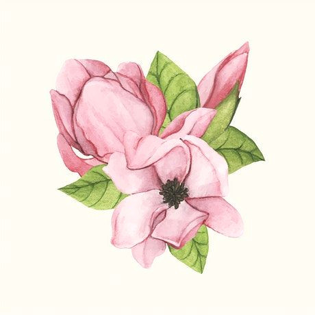 hand drawn saucer magnolia flower isolated free image by rawpixel com