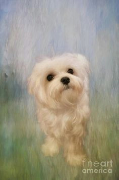 maltese dogs lhasa apso cairn terrier dog paintings mans best friend