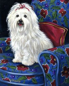 puppy cut coton de tulear maltese dogs dog quotes animal paintings