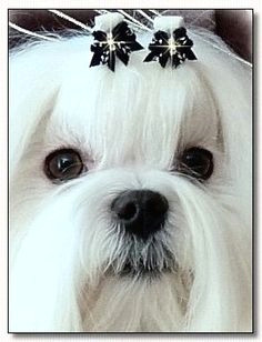 maltese jch absolute flash white world dog bows maltese dogs anna grace