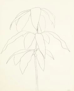 ellsworth kelly mango graphite on paper 28a x 22a in 72 4 x 57 2 cm